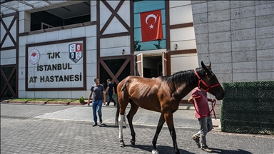 Paha biçilemeyen atlar bu hastanede tedavi ediliyor