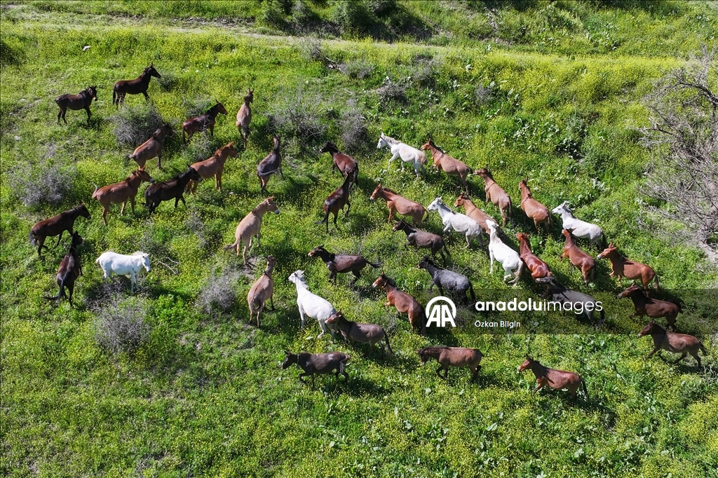 Wild herd roams freely in Turkiye's Van