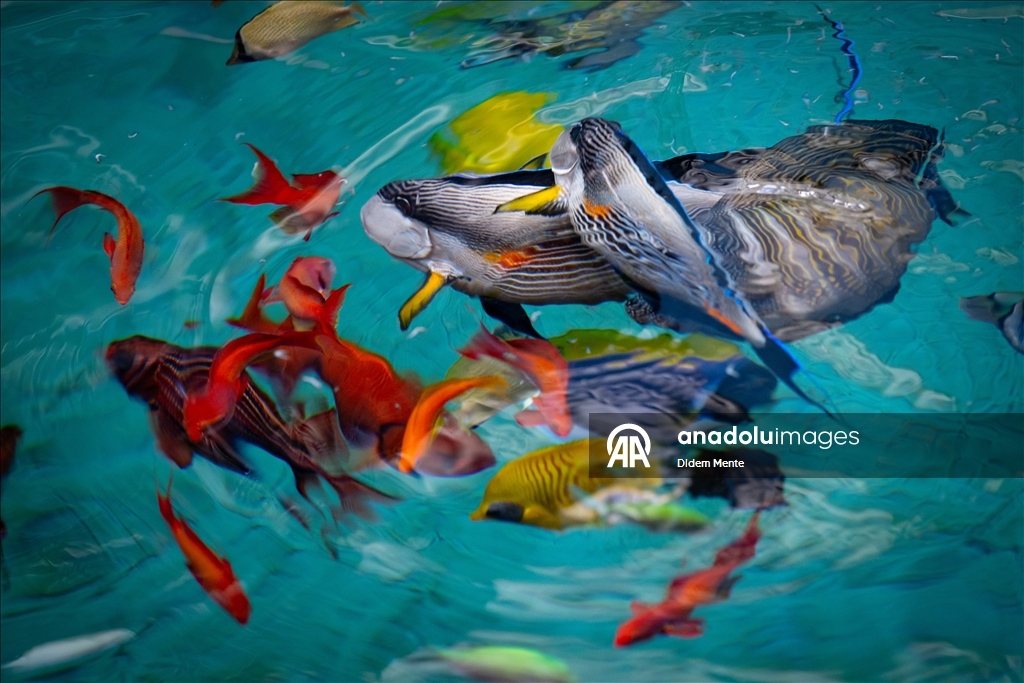 Second largest aquarium in Europe: Lisbon Oceanarium