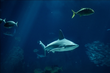 Second largest aquarium in Europe: Lisbon Oceanarium